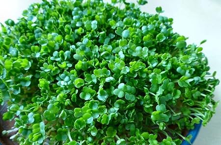 Amazon.com: Orgánica Chia semillas germinadas seeds-grow tu ...