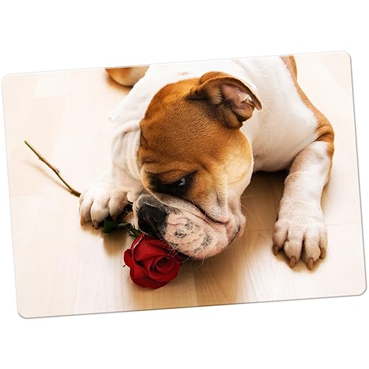 British Bulldog Inglés imán para nevera, Bull Dog With Red Rose ...