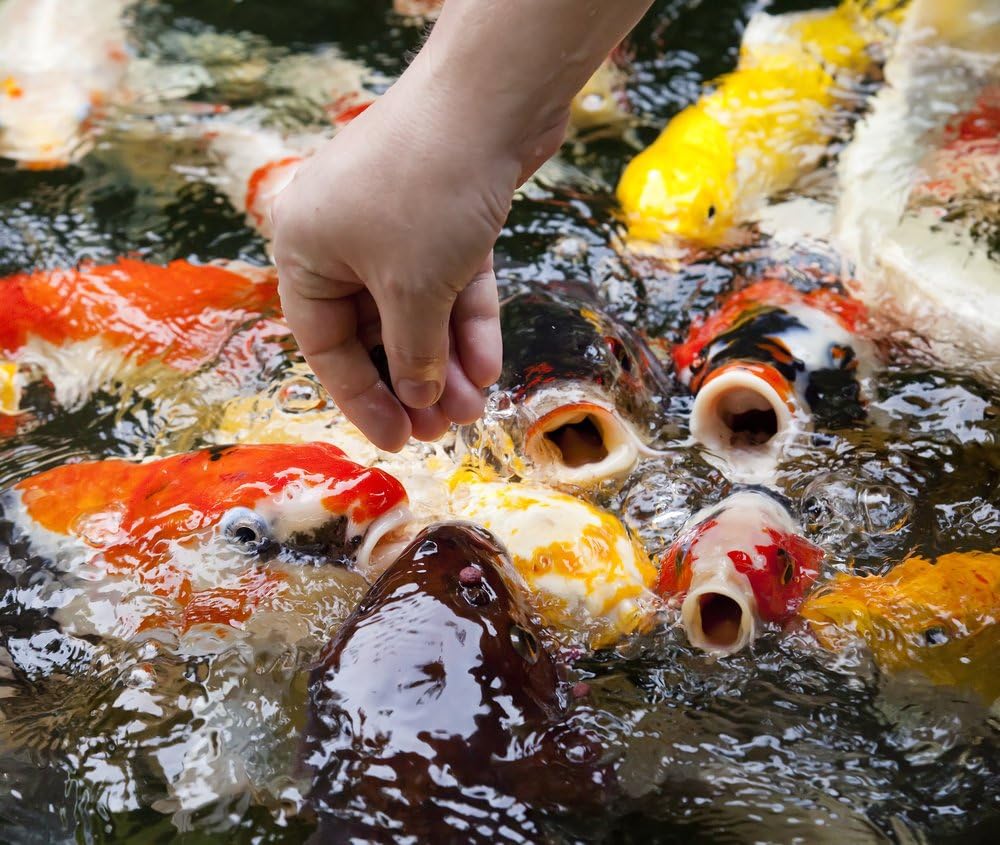 Chalily Koi - 20 Live 3-4 inch Koi Fish for Pond, Fish Tank or Aquarium