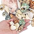 Virekm Sea Shells for Crafting, Natural Mixed Sea Shell,Mini Conch & Starfish DIY Micro Landscape Seashells Decor for Fish Tanks Vase Fillers and Home Decorations