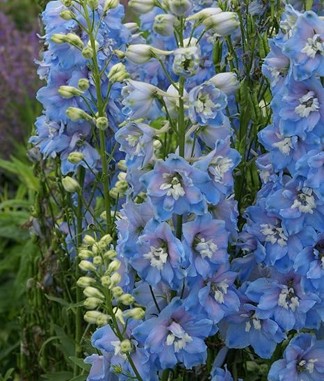 デルフィニウム