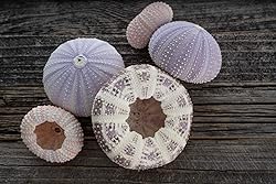 Sea Urchins Shells for Air Plants - 5 Assorted