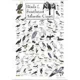 Amazon.com: Earth Sky + Water Poster - Fishes of the Gulf of Mexico ...