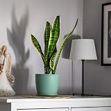 B2C Flower Pots 8 Sizes 6 Colours Matt Plastic Planter with Saucer Green 12 cm view 4