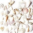 Sea Shells Mixed Beach Seashells - Various Sizes up to 2" Shells -Bag of Approx. 50 Seashells
