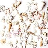Sea Shells Mixed Beach Seashells - Various Sizes up to 2" Shells -Bag of Approx. 50 Seashells