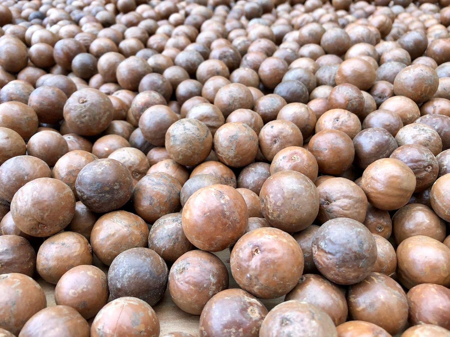 Macadamia Nuts Raw In Shell (17) Grocery & Gourmet Food