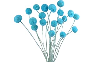 FAICOIA 20 Pcs Dried Flowers Craspedia Billy Balls Flowers Blue Billy Buttons Balls Natural Dried Flower Bouquet for Floral Arrangements Wedding Party DIY Vase Home Wall Bathroom Blush Room Decor