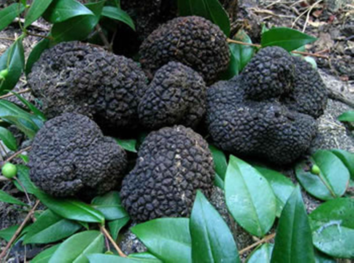 Is White Truffle A Mushroom at Cathy Biermann blog