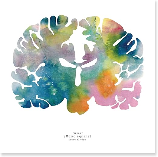 Amazon Com Human Brain Art Print Coronal Brain Artwork Neurology Neuroscience Psychology Prints Colorful Watercolor Wall Decor By J Sayuri 12 X 12 Posters Prints