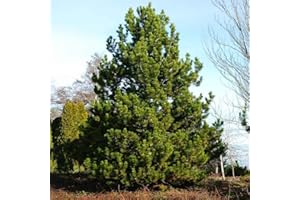 50+ Austrian Pine Tree Seeds – Pinus nigra Evergreen Conifer