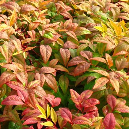 Amazon Com Cottage Hill 1 Piece Nandina Firepower Evergreen