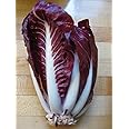 400 Red Treviso Endive Seeds for Planting Heirloom Non-GMO 1.25+ Grams of Seeds Garden Vegetable Bulk Survival Chicory Radicchio