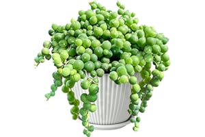 SPROUT N GREEN 4" String of Pearls with White Stripe Pot, Live Trailing Succulent House Plant for Home Office Wedding Hanging Decoration, DIY Projects, Party Favor