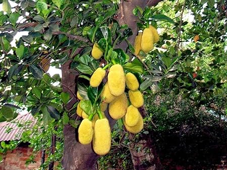 Creative Farmer Live Plant Hybrid Plants Balconies Garden All Season Jack Fruit Container (1 Healthy Live Sweet Fruit Plant)