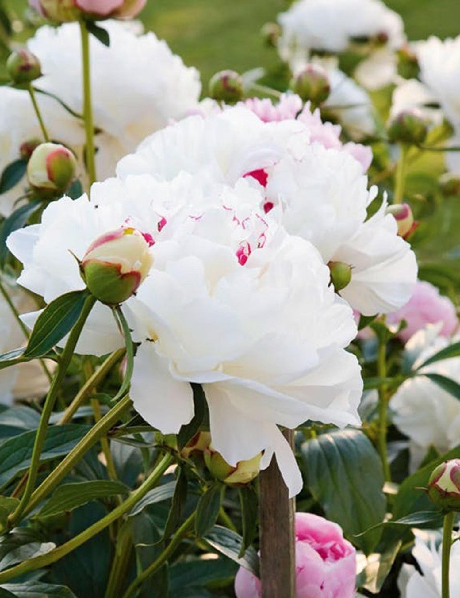 Lioder Peony Seeds Flower Seeds (Papaver paeoniflorum) Multiple Colors Available Strong Fragrant Beautiful Bush Flower for Balcony Garden 10 Seeds