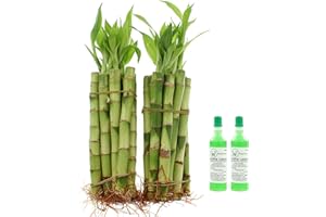 NW Wholesaler - Live Lucky Bamboo 6" Straight Stalks w/ 2 Bottles of Super Green Lucky Bamboo Fertilizer (20)