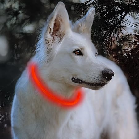 bseen led dog collar