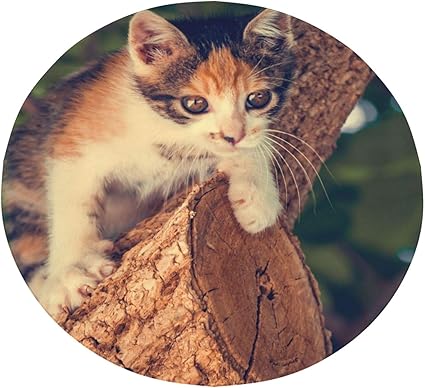 Amazon Co Jp 毛布 かわいい猫動物 ブランケット 丸い毛布 掛け毛布 フランネル ふわふわ 暖かい オールシーズン 洗える アレルギーを防ぐ ホーム キッチン Amazon Co Jp 毛布 かわいい猫動物 ブランケット 丸い毛布 掛け毛布 フランネル ふわふわ 暖かい オールシーズン 洗える アレルギーを防ぐ ホーム キッチン