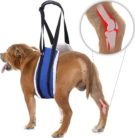 dog hip brace amazon