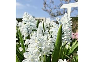 10 Russian Snowdrops Spring Flowering Puschkinia Belgiotica Bulbs: Package Contain Only Seeds