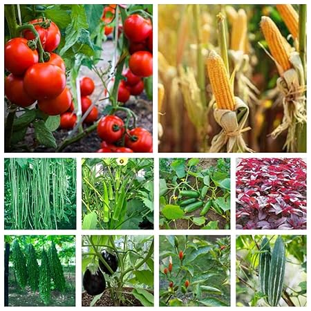 PUTHUJEEVAN 20 Variety Of Vegetable Seeds. Organic Hybrid Vegetable Seeds for Home and Terrace Gardening