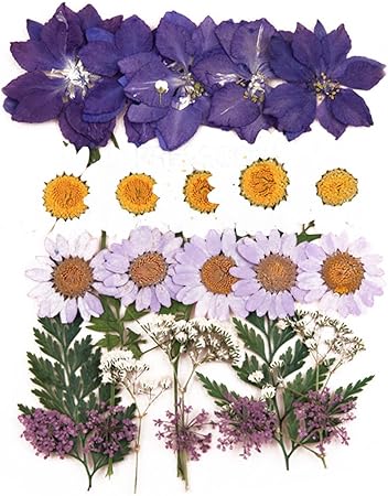 Fleurs Pressees Mixte Marguerite Larkspur Verveine Fleur De Dentelle Bebe Souffle Feuillage Feuilles De Rose Amazon Fr Cuisine Maison