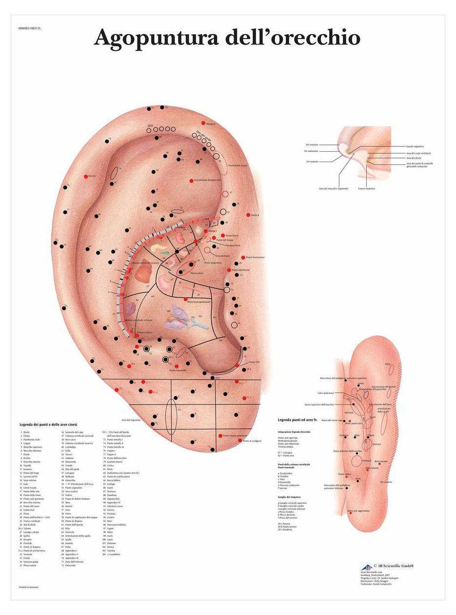 3B Scientific vr4821l Acupuncture Of The Ear, 1