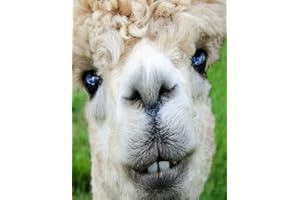 Alpaca Journal Composition Notebook: 8.5 x 11 150 page Blank College Lined Book | Funny Animal Notepad or To Do List for Llama and Alpaca Lover Gifts