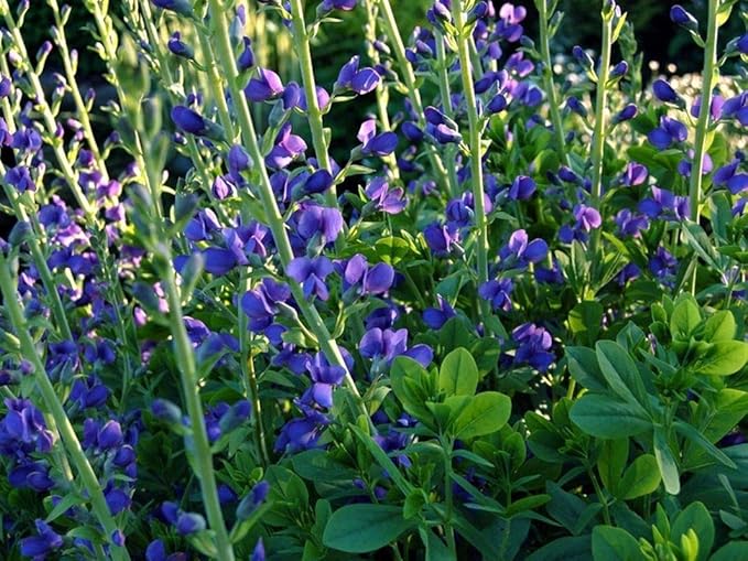 Blue Wild Indigo SeedsA beautiful standout because of its