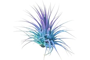 THE DRUNKEN GNOME Colorful Air Plant Purple/Turquoise Two Tone Live Tillandsia Ionantha Airplant Healthy Arrival Guaranteed Great Indoor Plant Home Decor & Gift (Two Tone B)