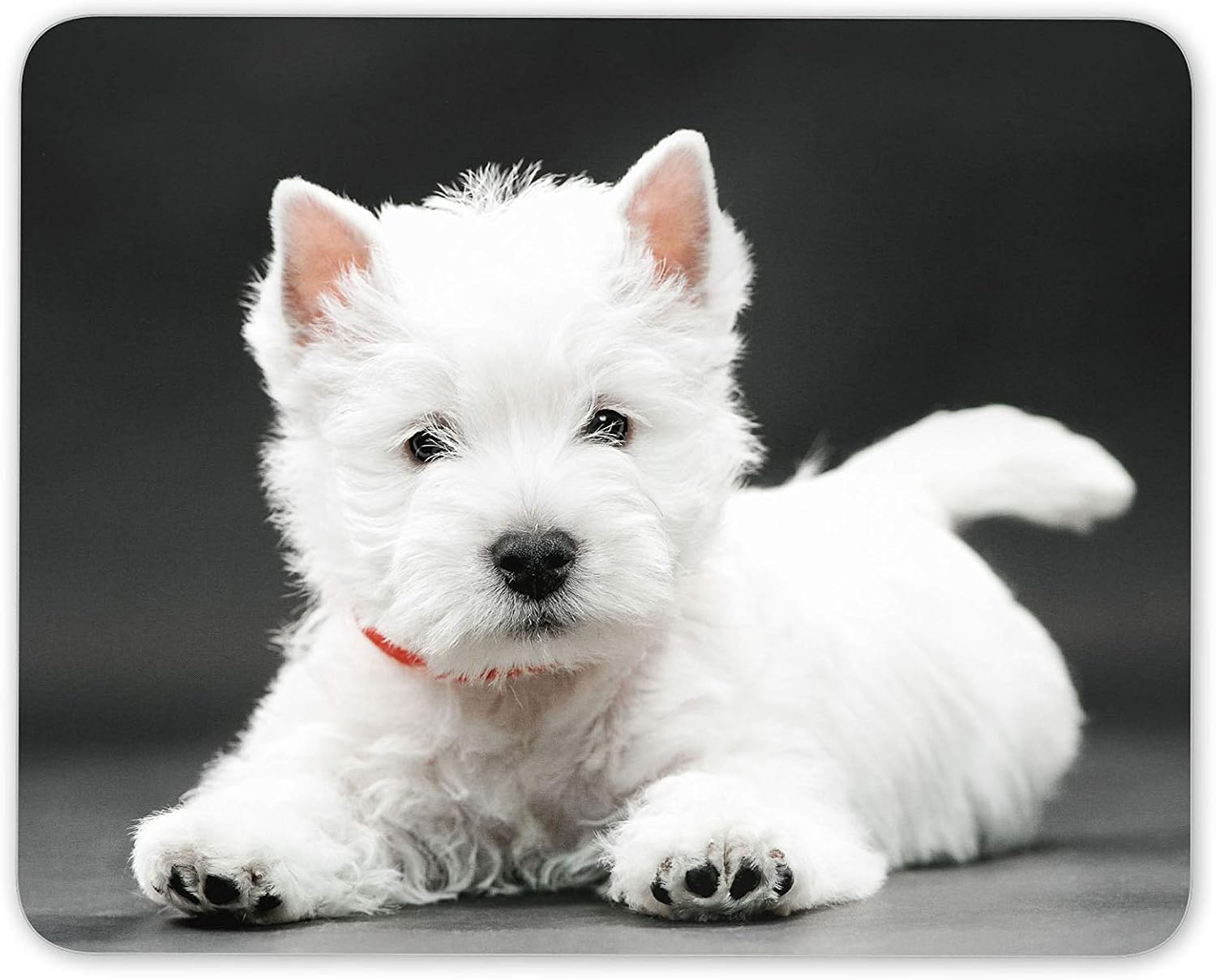 Destination Vinyl Ltd West Highland Terrier Puppy Mouse Mat Pad - Westie Dog Cute Computer #15223, Multicolor, 23.5cm x 19.6cm x 5mm