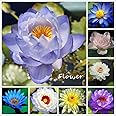 Lotus Flower Seeds | 50 pcs Mix Colors Lotus Seeds | Aquatic Plants | Bonsai Flower Seeds | Hydroponic Lotus Bowl Seeds | Pla