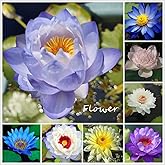 Lotus Flower Seeds | 50 pcs Mix Colors Lotus Seeds | Aquatic Plants | Bonsai Flower Seeds | Hydroponic Lotus Bowl Seeds | Pla