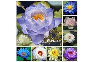 Lotus Flower Seeds | 50 pcs Mix Colors Lotus Seeds | Aquatic Plants | Bonsai Flower Seeds | Hydroponic Lotus Bowl Seeds | Pla