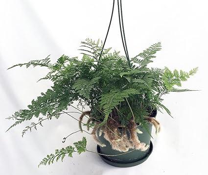 Rabbit S Foot Fern 6 5 Hanging Basket Easy To Grow Amazon Co Uk Garden Outdoors