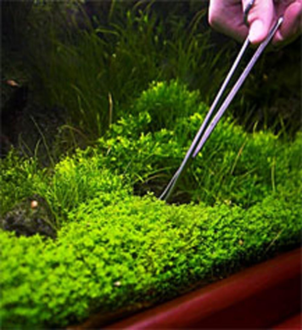 Amazon Avil 水草トリミング 3点 セット ハサミ ピンセット ストレート カーブ 水槽管理 ステンレススチール製 収納袋付き Avil 水交換用具 通販