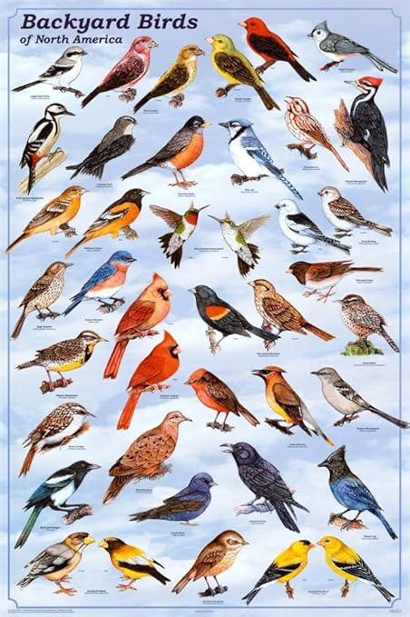 Amazon Com Backyard Birds Poster 24x36 Posters Prints
