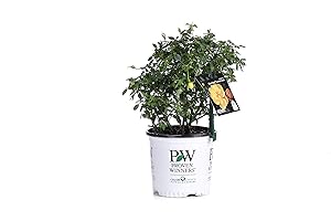 PROVEN WINNERS 1 Gal. Oso Easy Lemon Zest Landscape Rose (Rosa) Live Shrub, Yellow Flowers