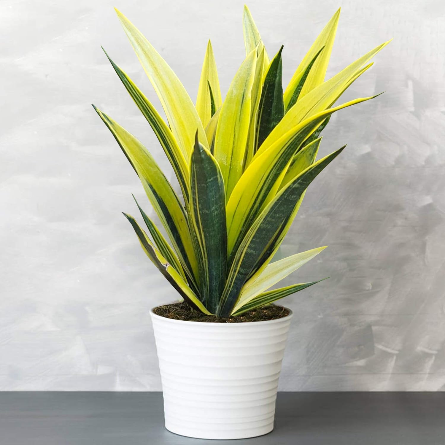 Sansevieria Golden Flame Snake Plant Best Indoor Plants 3040cm