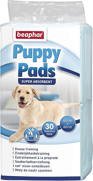 white labrador puppy for sale near me