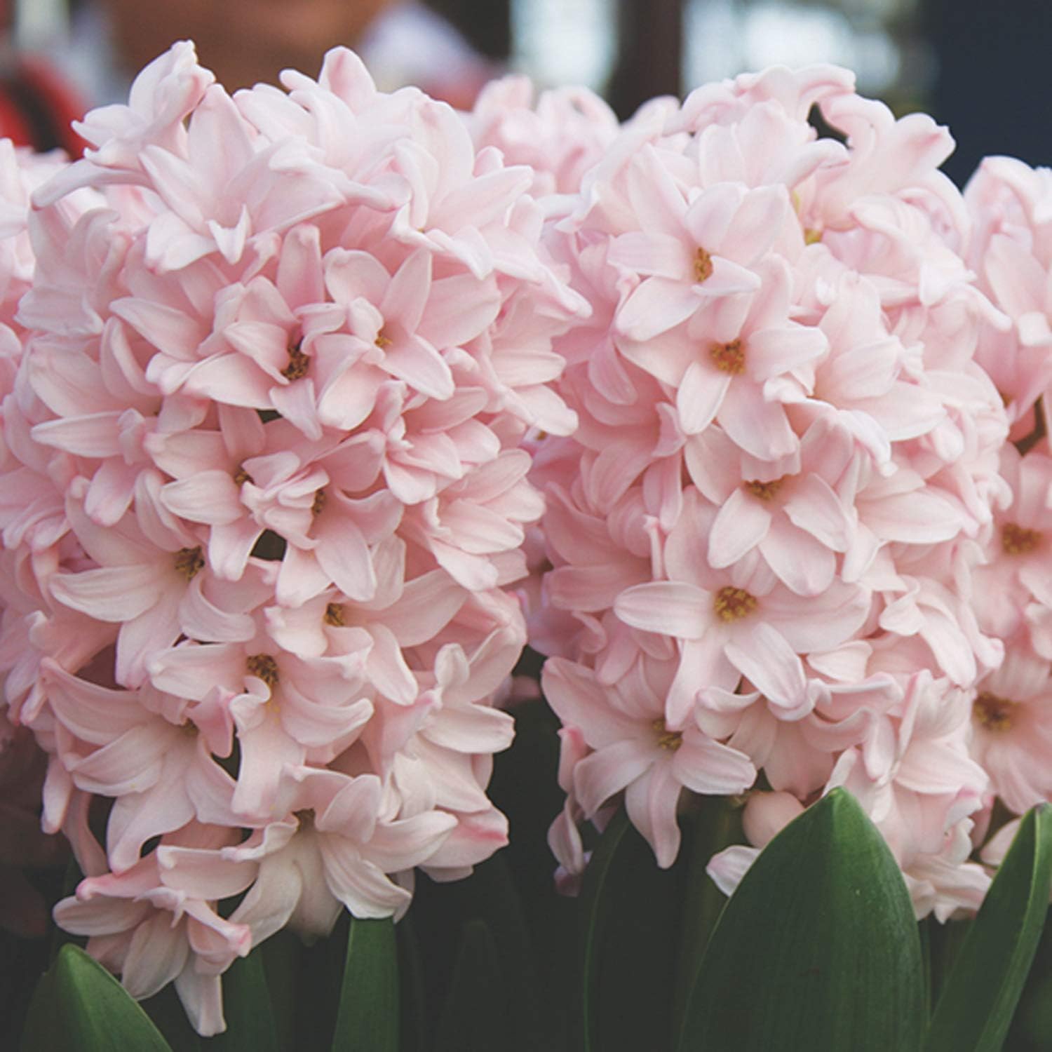 UtopiaSeeds 5 Pink Elephant Hyacinth Bulbs - Pink Hyacinth - Grow Beautiful and Fragrant Hyacinths