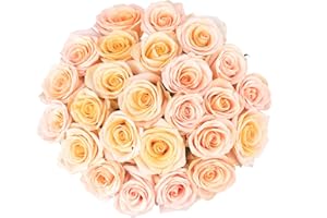 Colour Republic Fresh Cut Premium Ecuadorian Peach Roses, 25 Fresh Flowers