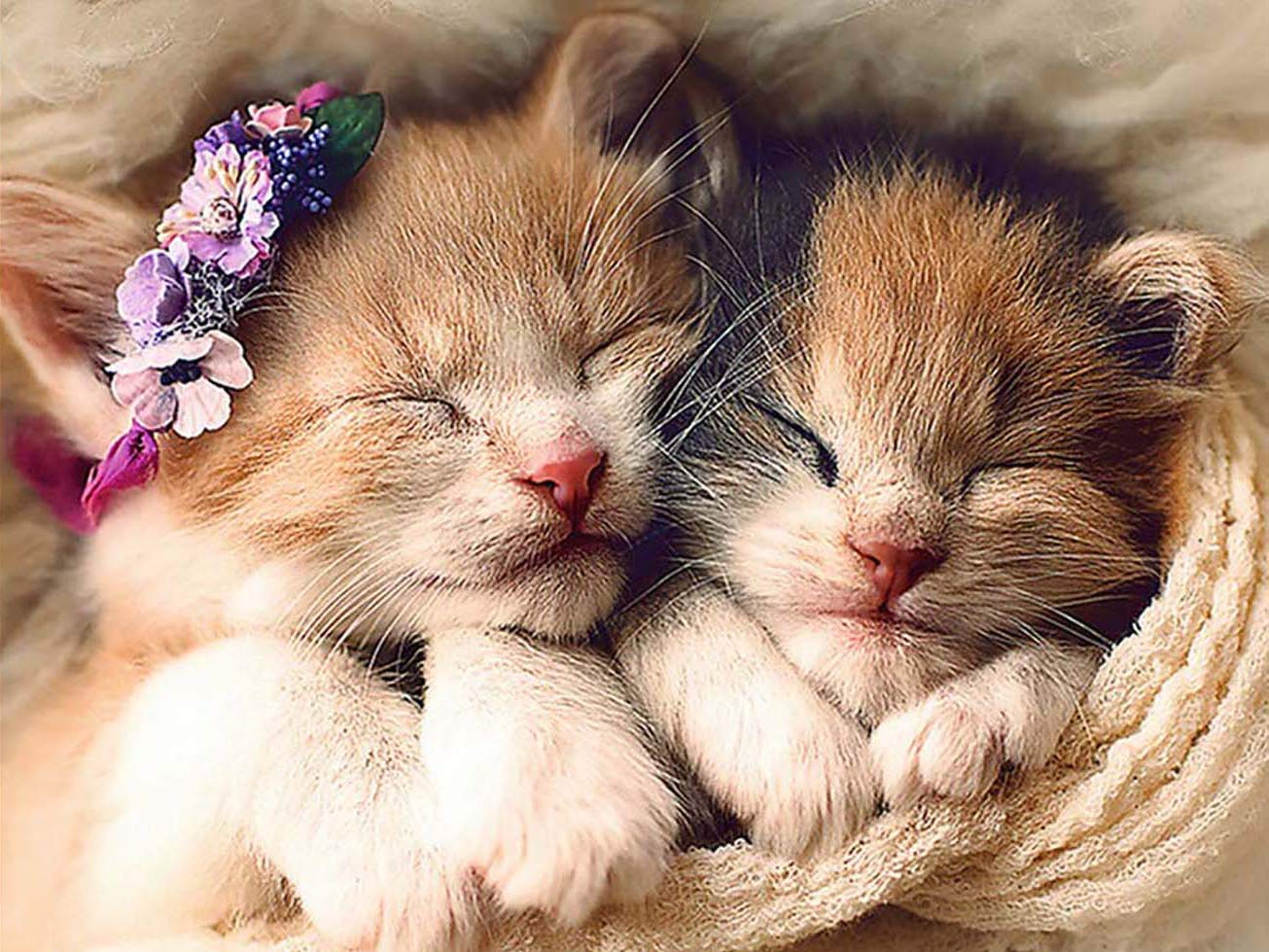 Zariocy 5D Diamond Painting Cat Kits, Diamond Art Kits Cat Animal Paint by Numbers Round Full Drill Rhinestone Crystal Embroidery Cross Stitch for Home Wall Decoration 30x40 cm