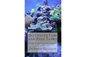 Saltwater Fish and Reef Tanks: From Beginner to Expert