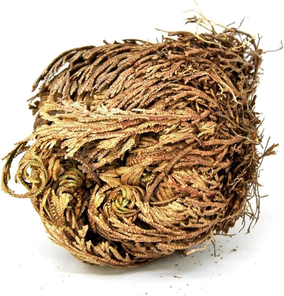 Rose of Jericho, Resurrection Plant, Dinosaur Fern Miracle, Abundance, Prosperity Flower Selaginella lepidophylla (6 Flowers)