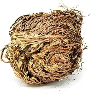 Rose of Jericho, Resurrection Plant, Dinosaur Fern Miracle, Abundance, Prosperity Flower Selaginella lepidophylla (6 Flowers)