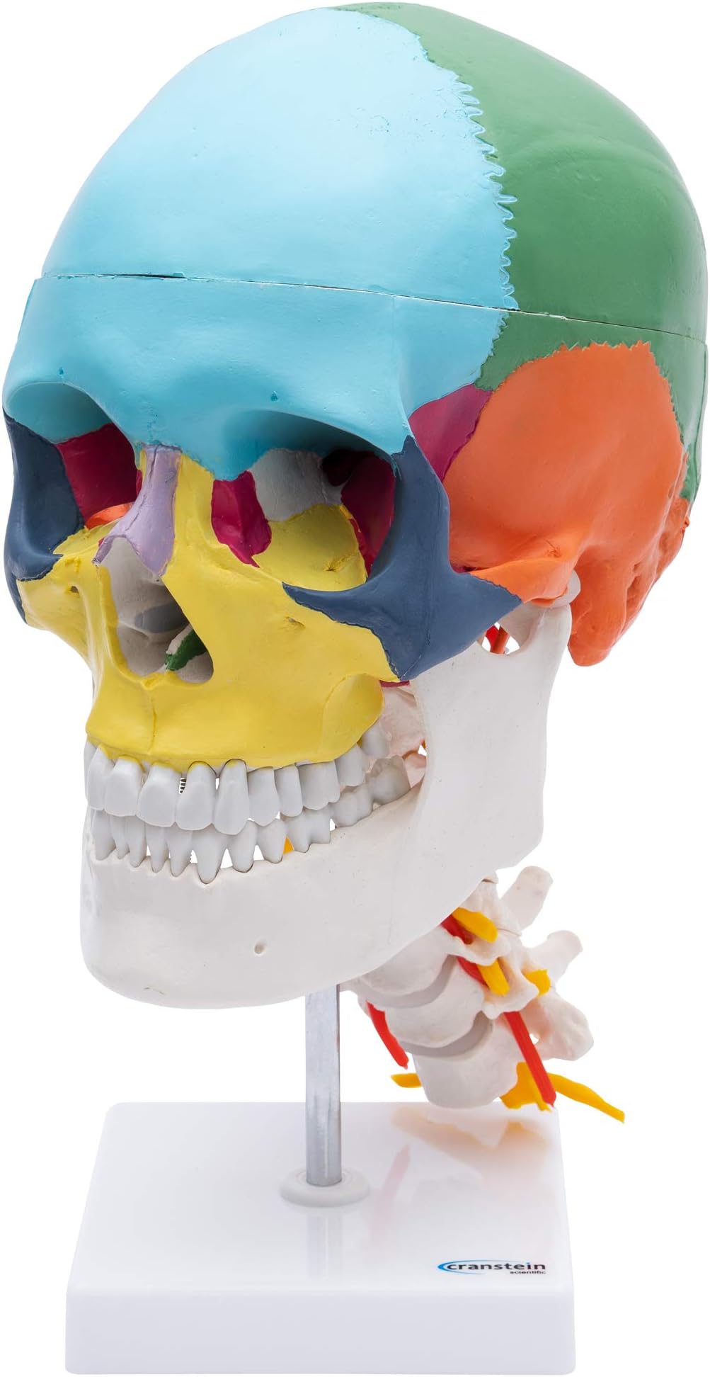 S24.2301 Skull, Educational Model, on Cervical Vertebrae, 4 Parts