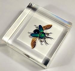2.9" Real Lamprima Adolphinae Jewel Stag Beetle