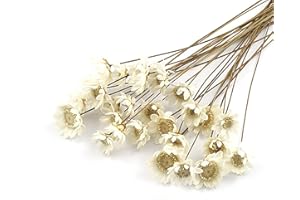 MLSG 100 Stems Natural Dry Flowers Brazilian Small Star Daisy Decorative Dried Flowers Mini Daisy Chamomile Bouquet for Weddi